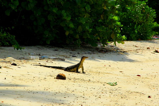 Schupp aus dem Busch: "da sind wir!" Ca. stolze 1,5m lang! Die eine Echse verschwindet sofort im Wasser, während diese brav Pose für unsere Fotos steht 