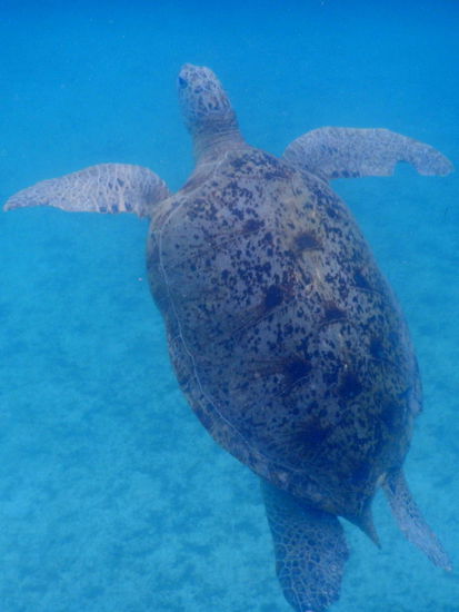 Wooooow
Der konkurrenziert mit mir um die Größe!