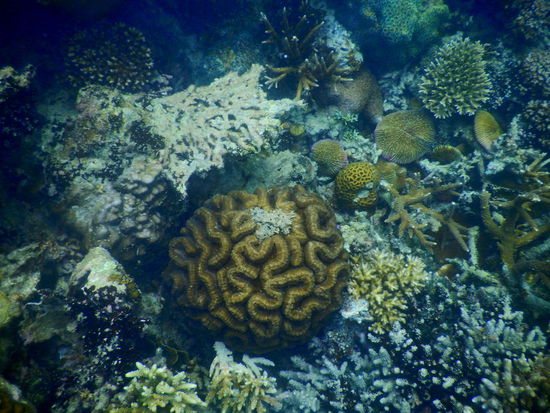 Schönes Riff direkt an unserem Hotelstrand!