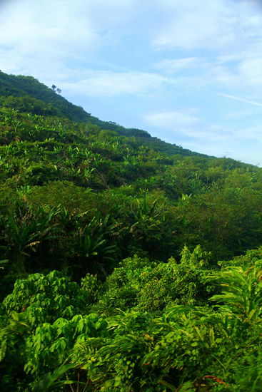 Grün, grüner, Malaysia