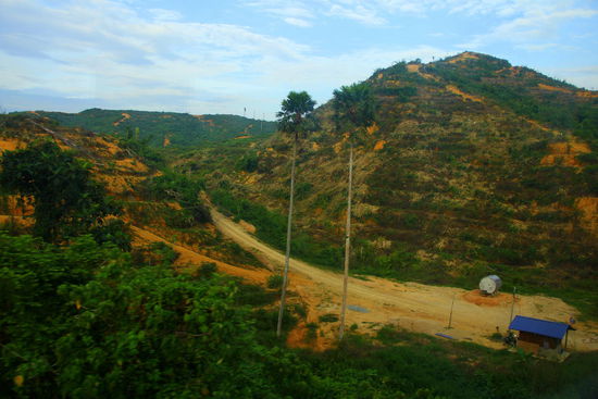 Abholzung mit tragischen Folgen!