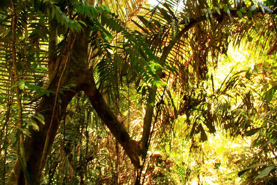 Dieser Ast weiß wohl nicht was er will