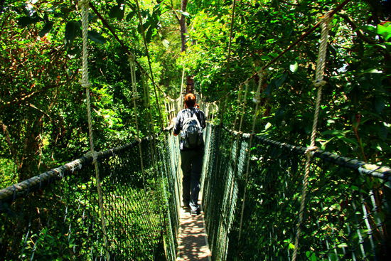 Der Canopy Walk in 20-45m Höhe