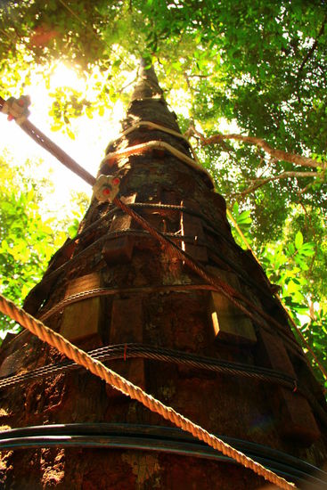Bäume gut geschützt...Bereits hier sind wir in luftiger Höhe und es geht noch ewig nach oben!