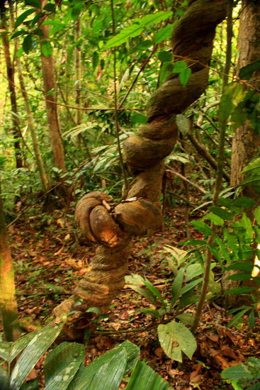 Diese "Stammzöpfe" faszinieren uns sehr!