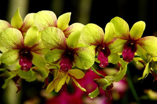 Macht euch gefasst auf etwas viele Orchideenbilder...sorry, konnten uns nicht entscheiden Und das sind noch lange nicht alle, die wir geschossen haben!