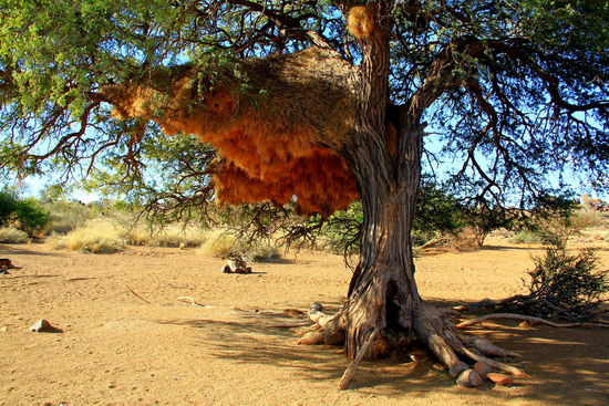 Hart erarbeitet von den Vögel...Sieht man überall auf Bäumen und Telefonstangen. In der Nähe piepsts und quietschts ganz schön laut! Haben wohl einen Riesenstress 