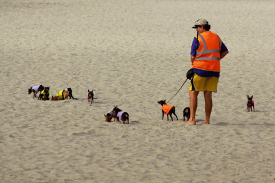 Es gibt tatsächlich einen Dog Beach  
Ob der Mann seine Hunde noch auseinander halten kann?! Immerhin werden sie ihn hoffentlich dank Leuchtweste nicht verlieren
Sowieso scheinen Hunde in den USA fast dieselbe Wichtigkeit wie Kinder zu haben