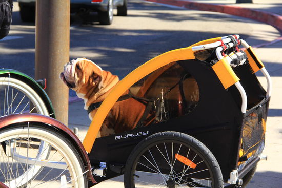 Wie gesagt...Hunde scheinen in etwa den gleichen Stellenwert wie Kinder zu haben