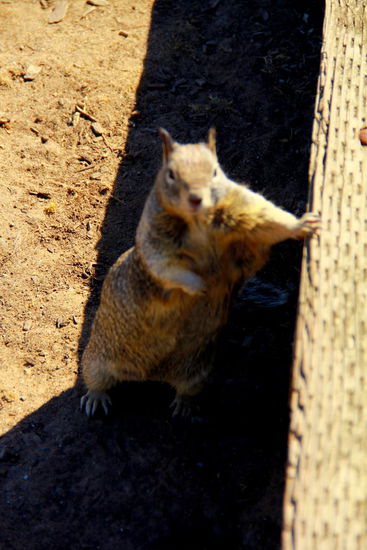 Ist der nicht süß?!  Es setzt sich noch extra in Pose, aber es reicht uns nichtmehr, richtig zu fokussieren 
