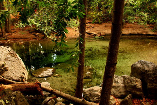 Im Big Sur State Park, wo wir nun etwas wandern gehen
