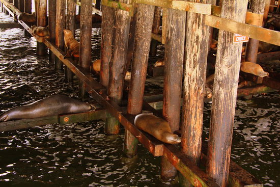 Auf der Wharf von Santa Cruz tummeln sich die Seelöwen und verhalten sich nicht gerade etwa so ruhig wie sie hier aussehen