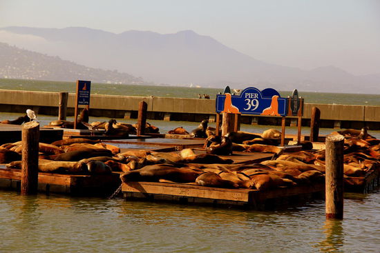 Zu den vielen Attraktionen gehören am Pier 39 natürlich auch die Seelöwen