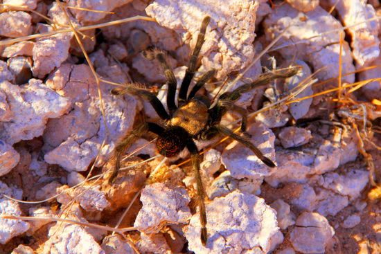 Die läuft uns plötzlich mitten auf der Straße noch kurz vor dem Auto vorbei! Wir haben ja schon viele Tierwarnschilder (z.B. "Achtung Schildkröte"  ) gesehen, aber mit einer Tarantel (!!) haben wir nicht gerechnet  Mussten natürlich gleich anhalten und den behaarten Achtbeiner näher betrachten...