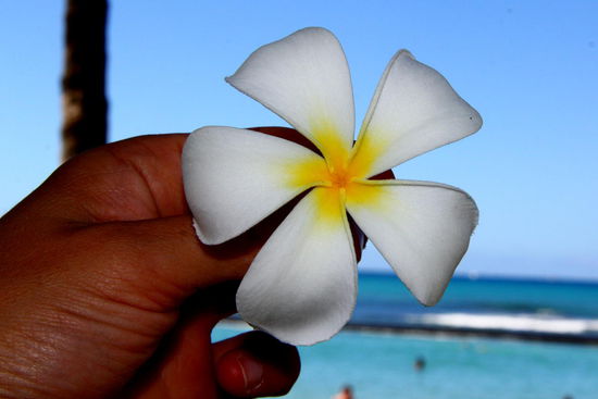 Die in Hawaii häufig vorkommende Plumeria