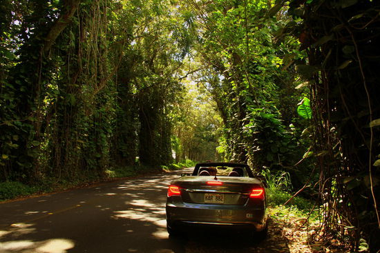 Strassen durch den Dschungel - wie toll ist das denn!