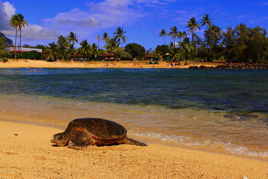 Hier die besagte Riesenschildkröte: wir schätzen sie auf über einen Meter!
An genau diesem Ort haben wir sie auch die weiteren 3 Male, an denen wir diesen Strand besuchten, gesehen  Immer gegen Abend strandet sie  hier. Einmal kam hier auch eine Robbe sonnbaden