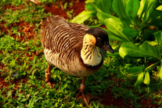 "Nene" ist eine auf Hawai`i endemische Meeresgans