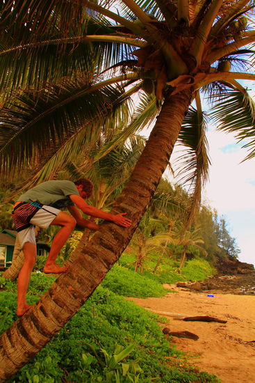 Der Mann kann`s nicht lassen und will unbedingt eine Kokosnuss "pflücken" 