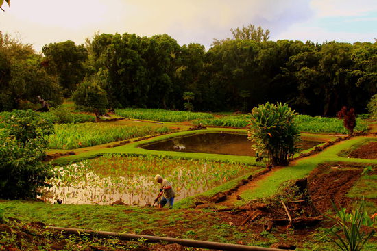 Tarofelder: Taro ist eine immergrüne, ausdauernde, krautige Pflanze, die Wuchshöhen zwischen 1 und 2 Metern erreicht. Sie gilt als Nutzpflanze; die stärkehaltigen Rhizome werden verzehrt.