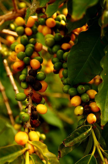 Die mit über 4000 Millionen Bäume größte Kaffeeplantage der USA gibt es seit 1987 (super Jahr  ) auf Kauai. Davor war hier eine Zuckerrohrplantage. Ein Baum lebt um die 40- 50 Jahre...