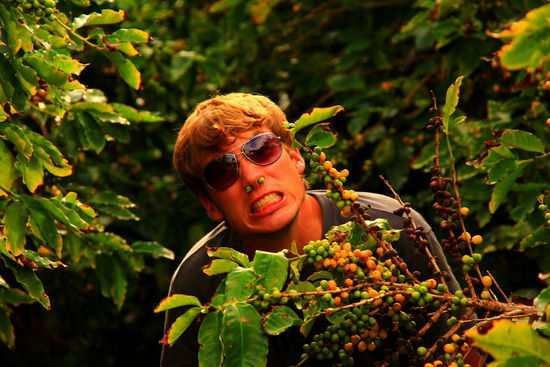 Seltene Spezies - ein Kaffeemonster!