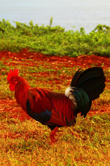 Wiedermal einer der hier zahlreichen Hähne