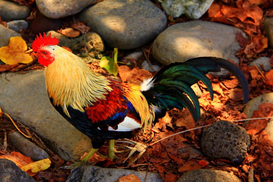 Sie gehören einfach dazu und das ist ja ein ganz Hübscher 