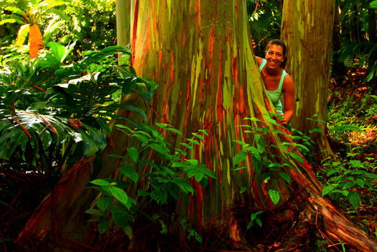Man beachte die Farben der Rinde