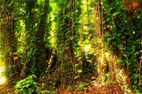Lianen, mit denen es sich gut hin- und her schwingen lässt 