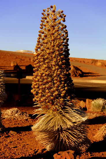 Die blühende Ahinahina-Pflanze (Silberschwert) kommt nur hier am Haleakala vor!