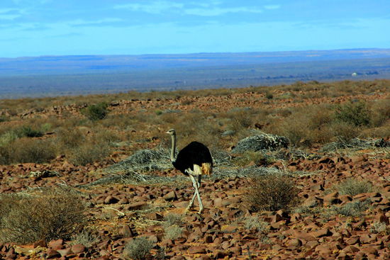 Der erste Strauss, der alleine unterwegs war...sonst treffen wir sie immer min. zu zweit an
