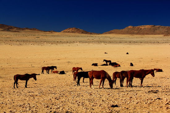Die besagten Wüstenpferde in der Nähe von Aus