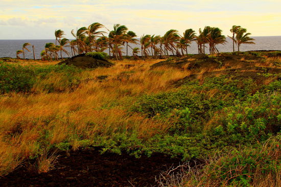 All das wächst auf Lavagrund