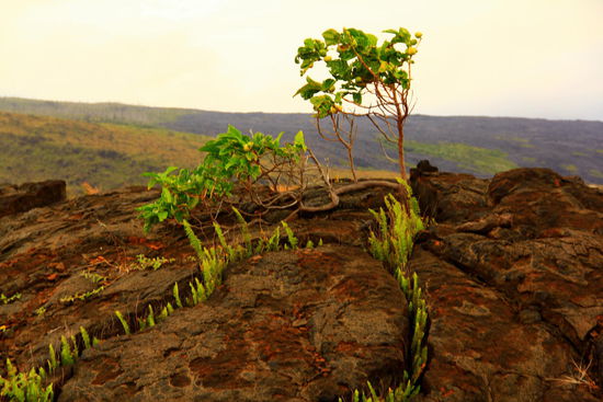 Interessant, wie die Flora ihr Terrain zurückerobert!