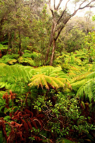 Diese Baumfarne dürften die größten auf der nördlichen Erdhalbkugel sein...