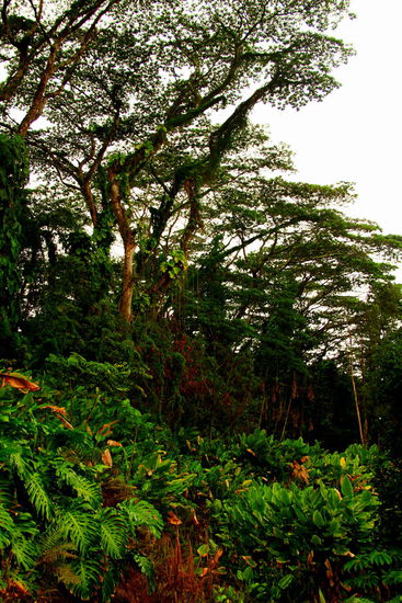 Lava Tree State Monument Park: Ein Park mit bizarren, über 2 Meter hohen schwarzen Steinsäulen, die in den Himmel ragen. 1790 floss hier sehr heisse Lava durch einen Waldaus Ohia- Bäumen. Da die Lava nur kurz und schnell über dieses Gebiet hinwegfloss, blieb die an den Baumstämmen erkaltete Lava dort kleben und hinterliess dadurch mit Lava überzogene Bäume. 
Die Bäume verfaulten natürlich mit der Zeit, aber die Lavahüllen stehen noch.