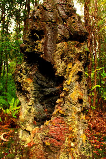 Die Struktur der Rinde ist teilweise noch gut zu erkennen.