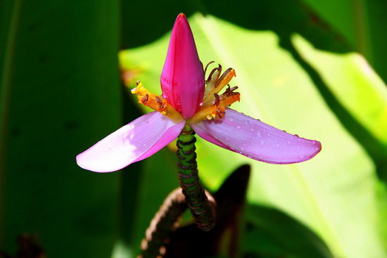 Bald wachsen Bananen nach 