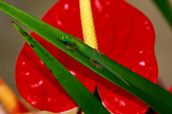 Ein Miniminiechsli gut getarnt 