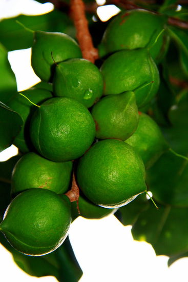 Die hier beliebten Macademianüsse