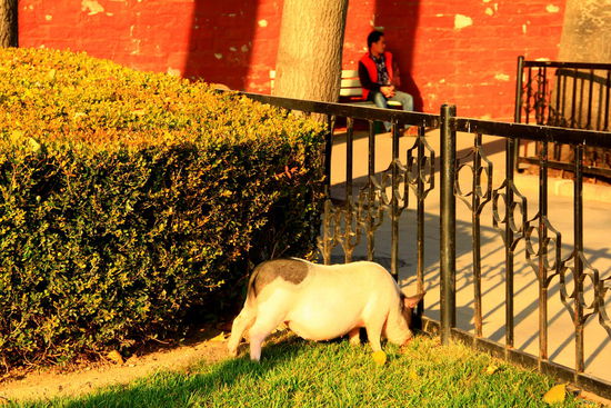 Noch heute meint Reto zu mir, dass wir ja hier eigentlich noch kaum ein Tier außer einigen wenigen Vögeln gesehen haben - da steht plötzlich ein Schwein neben der Straße