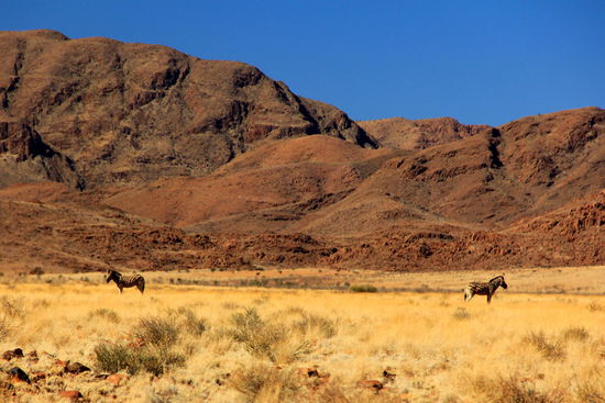 Die Zebras haben wohn gerade Streit od so