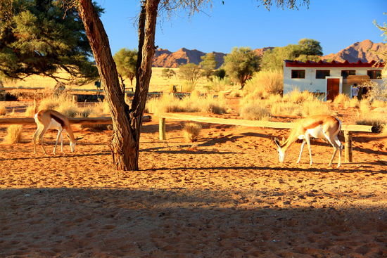Die mutigen Antilopen trauen sich auf den Campingplatz