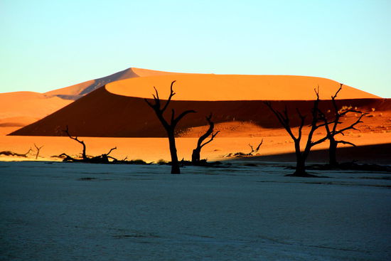 Das Deadvlei mit den vertrockneten Kameldornbäumen, welche auf 500-900 Jahre geschätzt werden