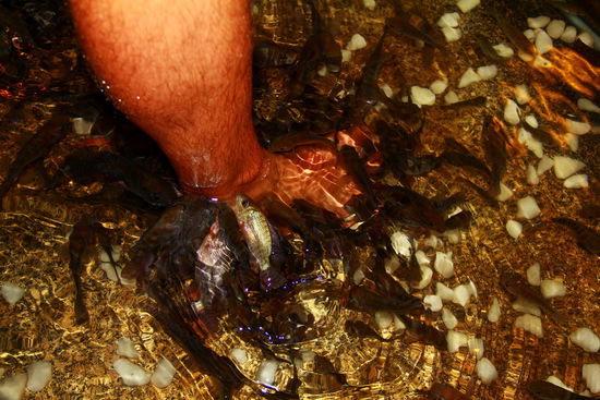 Attackeeee! Meine Füße schienen sie jedoch deutlich lieber zu haben, denn sobald ich sie wieder reinhielt, verließen viele Retos Stinker und schwammen meine an!