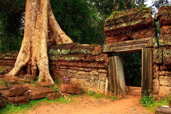 Ta Phrom: Hier wurde ein Teil des Filmes Thomb Raider mit Lara Croft gedreht