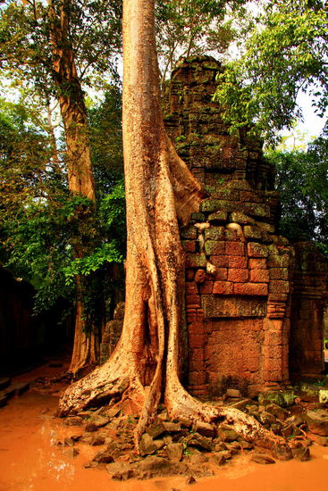 Diese Tempelanlage verwachsen mit den Bäumen gewinnt für uns den 1. Preis 