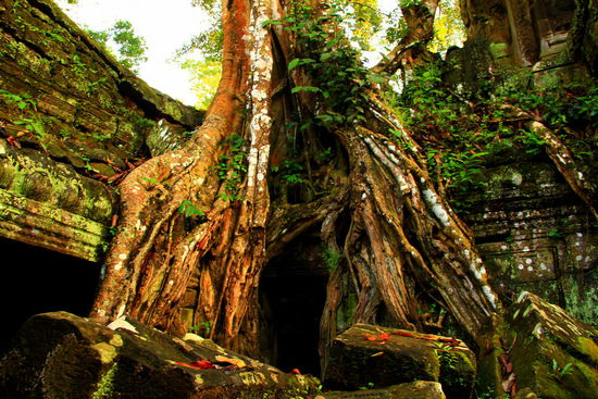 Wir suchen das beliebte Motiv des Buddha Gesichtes im Baum vergeblich- es wurde entfernt
