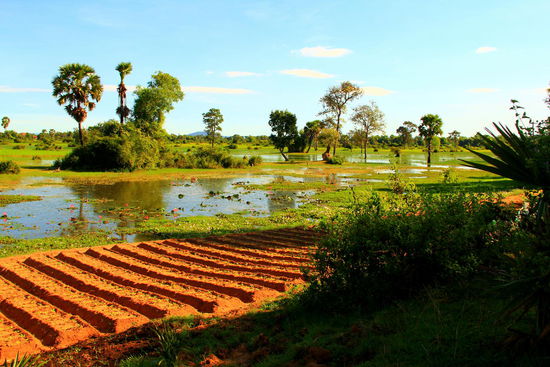 Im Vordergrund werden Karotten angepflanzt